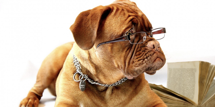 Scientists say having pets in the office can reduce stress and make you more productive