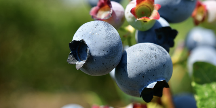 These superfoods keep your state of body and mind in great shape
