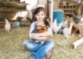 Spending time with chickens can be therapeutic
