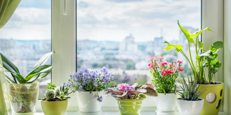 These houseplants can promote the quality of your sleep