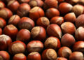 This is why hazelnuts are healthy